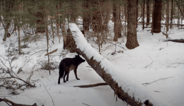Unusual black coyote captured on camera in Maine
