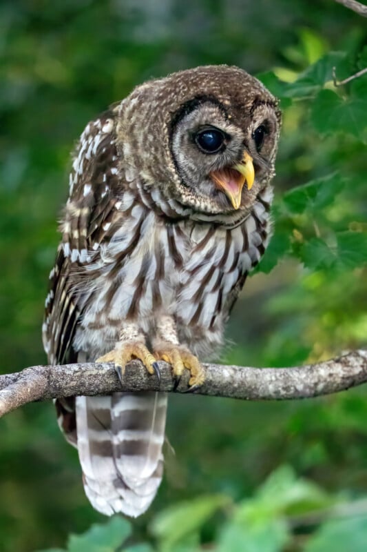 A barred owl with brown and white striped feathers perches on a tree branch, its beak open as if calling, with green foliage blurred in the background.