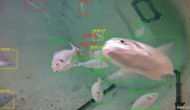 How do fish sound? Israeli researchers use AI to decode underwater feeding noises