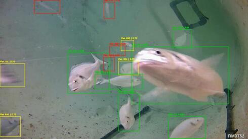 How do fish sound? Israeli researchers use AI to decode underwater feeding noises