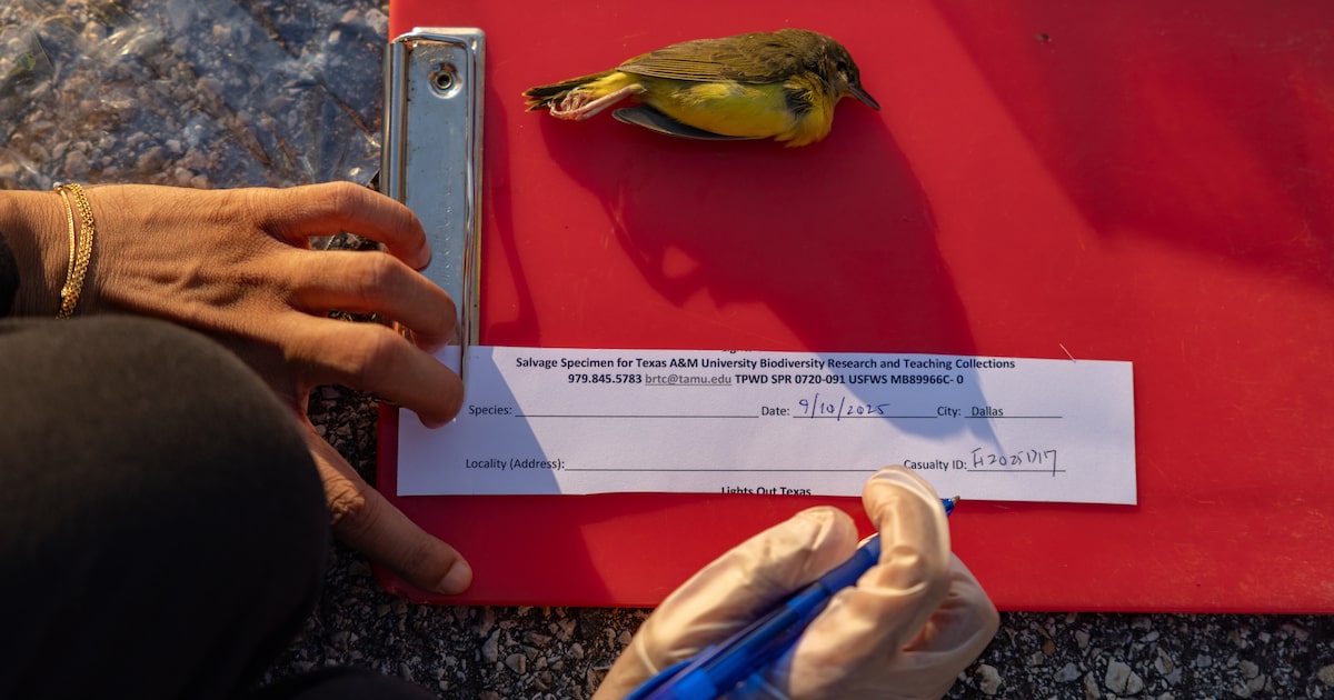 Rough time for birds at Kay Bailey Hutchison Convention Center prompts a rethink in Dallas