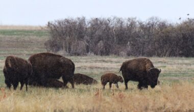 Special licenses coming from CPW