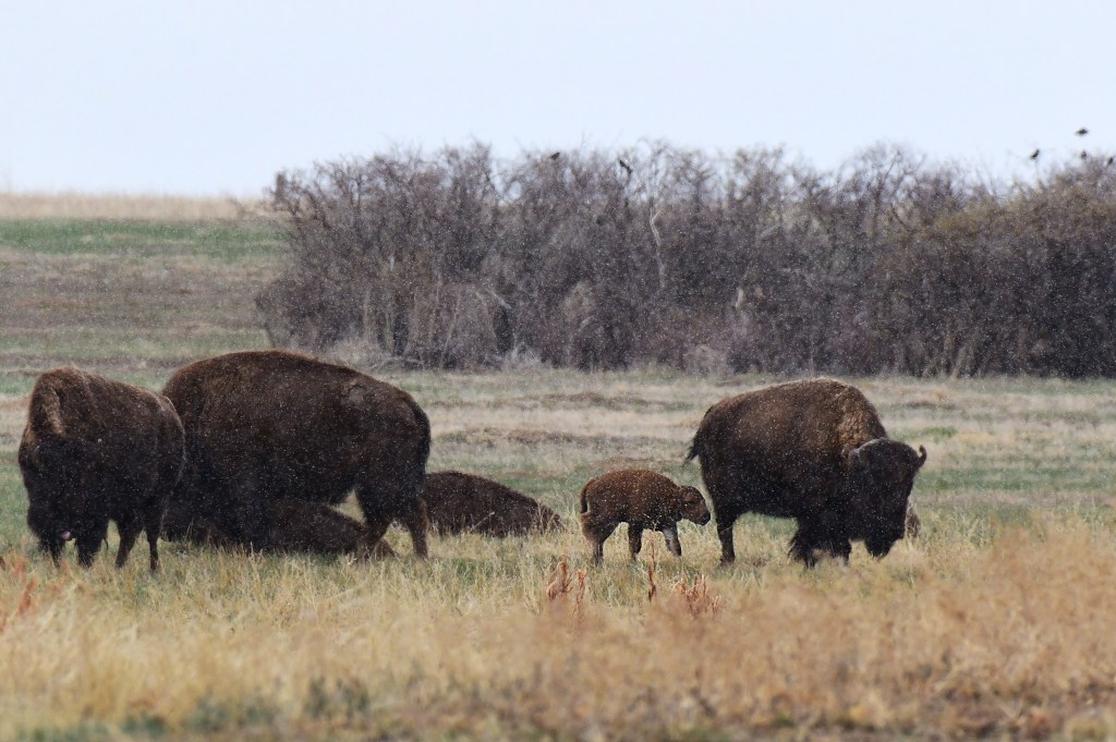 Special licenses coming from CPW