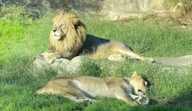 Tau, an African male lion, lays on a rock at the San Antonio Zoo. (San Antonio Zoo)