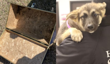 Puppy rescued by HSPCA after being found crying in abandoned trunk at Channelview-area park