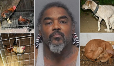 Man arrested after 3 malnourished dogs, more than 60 chickens found in east Bexar County