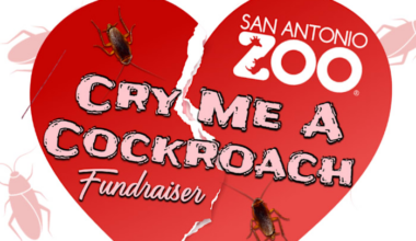 ‘Cry Me A Cockroach’ fundraiser returns to San Antonio Zoo for Valentine’s Day