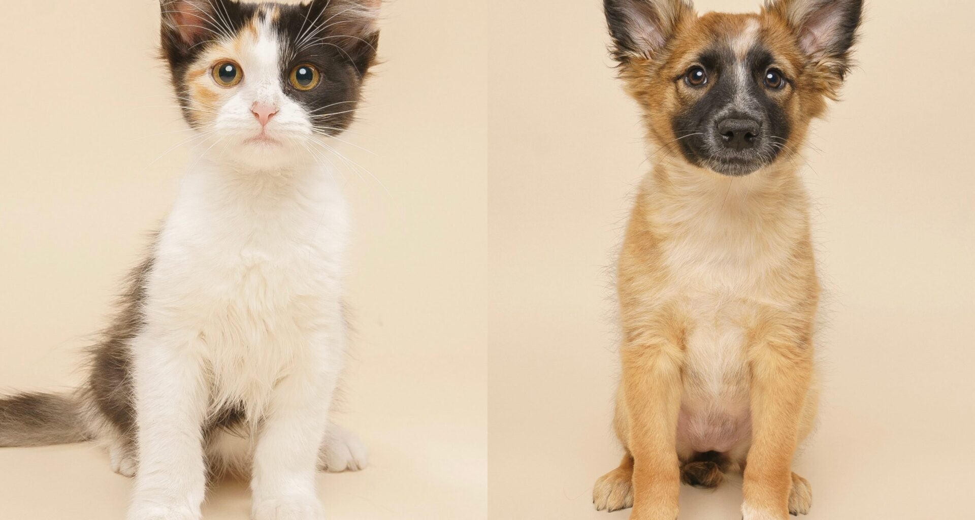 Fur Friday: Dancer and Gremlin offer cozy companionship to ward off winter blues