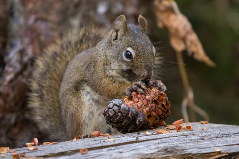 A squirrel sits on a wooden surface, holding and nibbling on a pine cone. Scattered pine cone scales and debris are visible around its paws, with a tree trunk and dry leaves in the background.