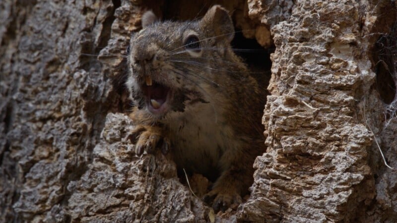 A close-up of a squirrel peeking out of a hole in a tree trunk, mouth open as if making a sound, with rough bark surrounding the entrance.