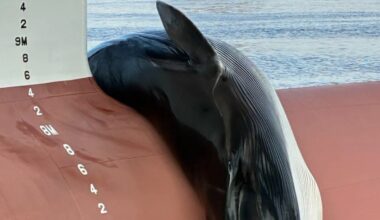 Endangered fin whale found dead on container ship in New Jersey port