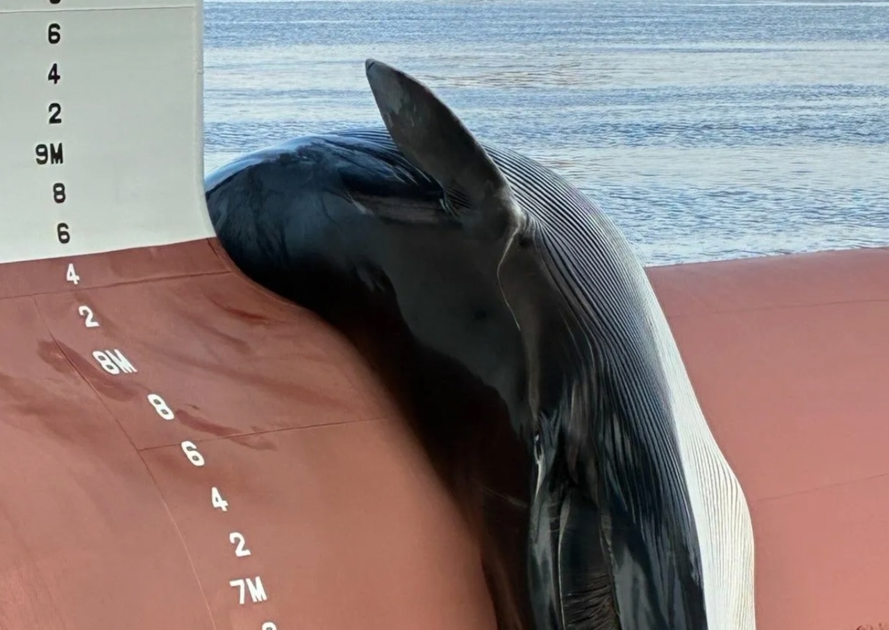 Endangered fin whale found dead on container ship in New Jersey port