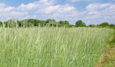 Payment details released about $12 billion aid program for farmers in La., across the country