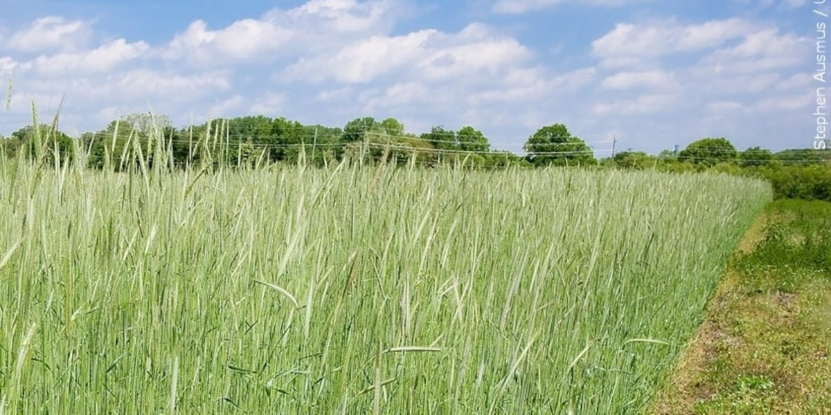 Payment details released about $12 billion aid program for farmers in La., across the country