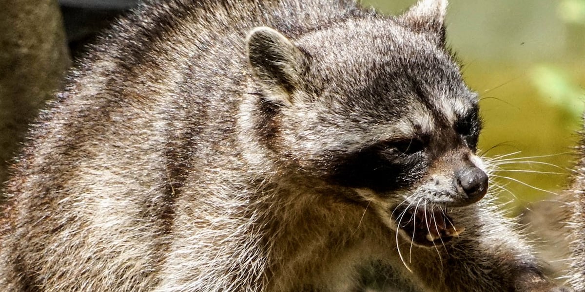 Raccoon found in Staunton tests positive for rabies, officials say