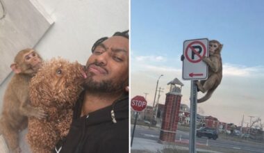 AI-Generated monkey photos add confusion to St. Louis sightings