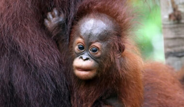 Baby Orangutan's 'Tongue Out Tuesday' Will Melt Your Heart