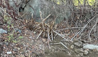 Homeowner shares photo while battling harmful growth in yard: 'Nasty'