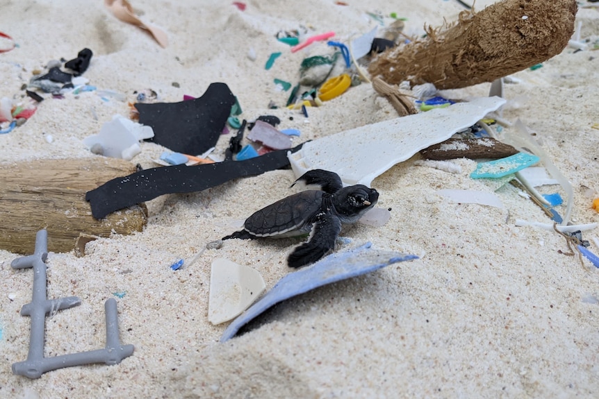 A baby black turtle on the sand amid shards of colourful rubbish.