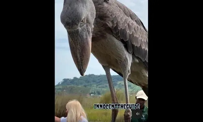 'Prehistoric' shoebill bird lands on boat.