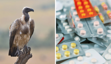 Animal painkiller nimesulide banned after toxicity seen in vultures