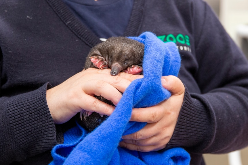 A young echidna with soft brown fur is held in a towel by a vet. 