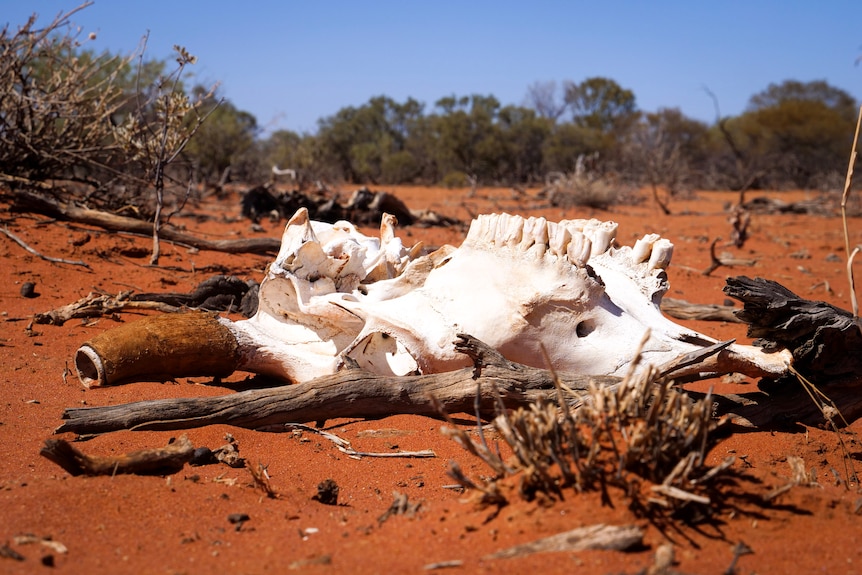 A bleached, upturned cow skull sitting on red dirt.