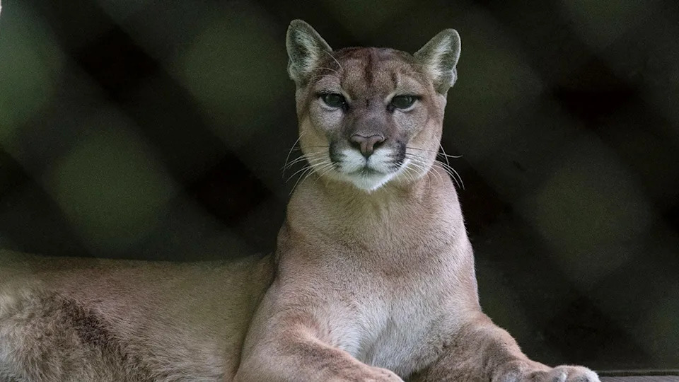 close up of mountain lion
