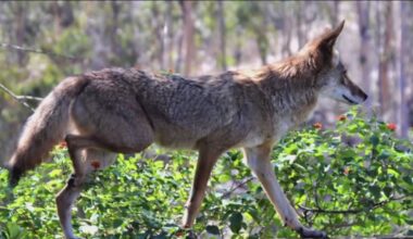 How to keep your pet safe during coyote mating season in San Diego County