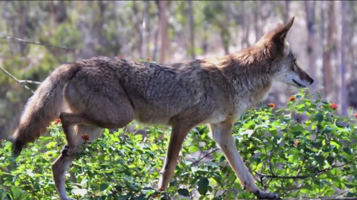 How to keep your pet safe during coyote mating season in San Diego County