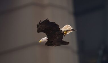 A bald eagle, a federally protected species, similar to the birds involved in a violent territorial...