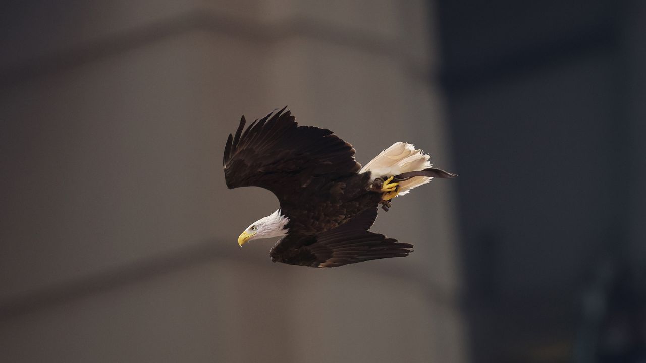 A bald eagle, a federally protected species, similar to the birds involved in a violent territorial...