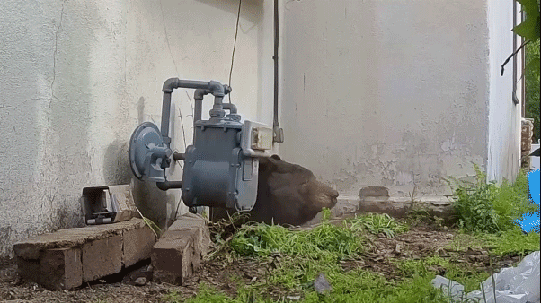 a bear struggles to leave small crawl space under home