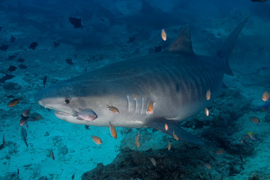 Tiny orange and blue fish swimming around a large grey shark with dark splotches like stripes on its body.