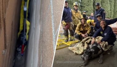 Firefighters rescue Cane Corso puppy trapped between block walls – NBC Los Angeles
