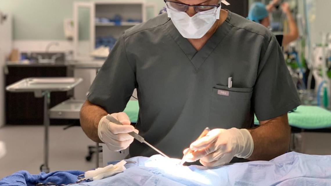 Operation Big Fix: Clinic launches free spay and neuter program for Duval County dogs