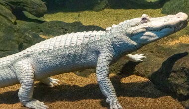 Claude the Albino Alligator Getting a Big, Free ‘Celebration of Life’ on Sunday, January 18