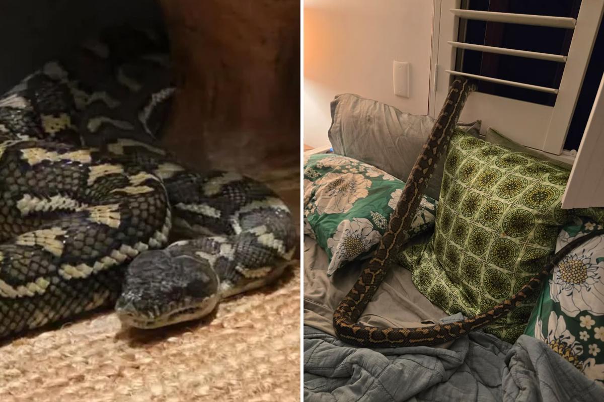 Stunned woman wakes up to find 8-foot python on her chest after it snuck in through bedroom window: 'Baby, don't move'