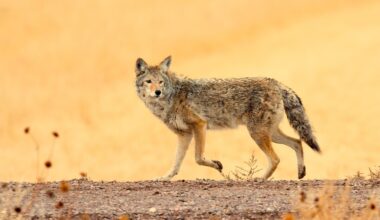 Literary Hub » How Los Angeles and Chicago Came to Appreciate Their Coyote Neighbors
