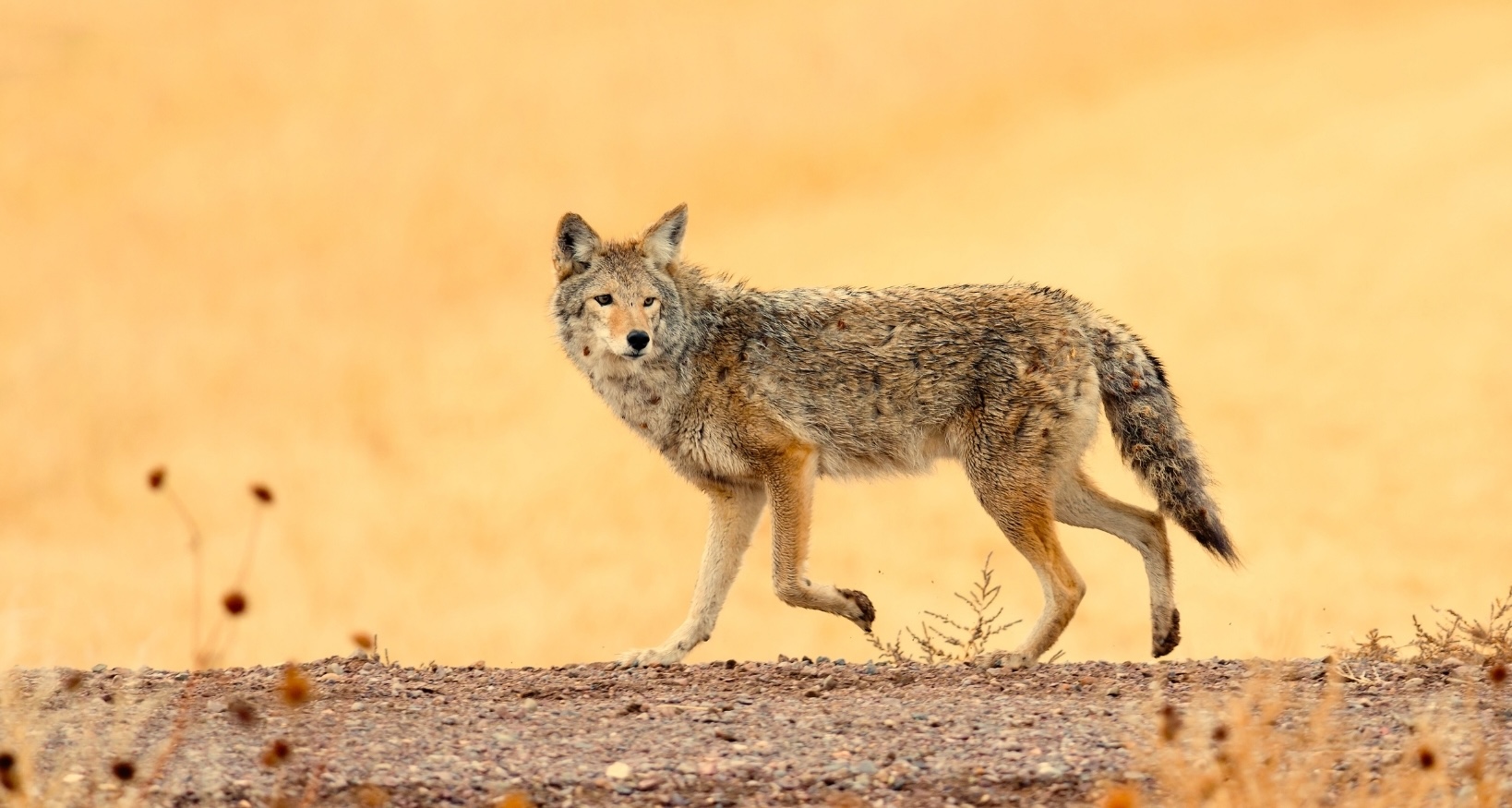 Literary Hub » How Los Angeles and Chicago Came to Appreciate Their Coyote Neighbors
