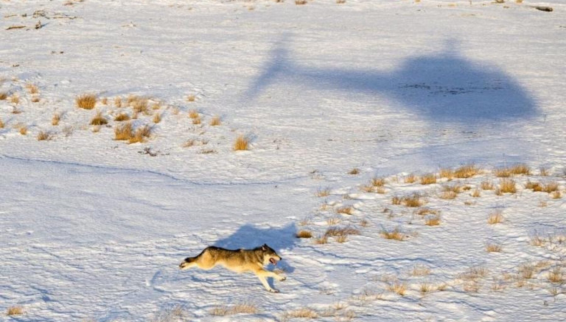The Trump administration threatens to revoke Colorado’s authority to manage wolves