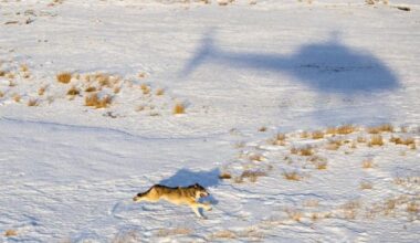 The Trump administration threatens to revoke Colorado’s authority to manage wolves