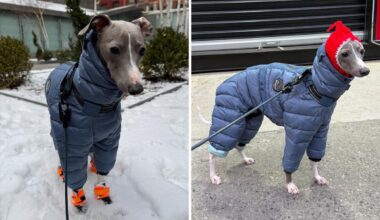 NYC dog goes viral for trying to walk in his new snow boots in adorable video: 'Send help'