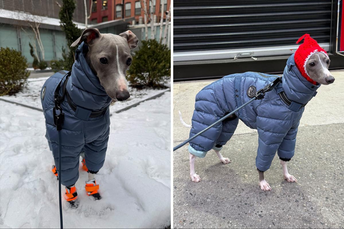 NYC dog goes viral for trying to walk in his new snow boots in adorable video: 'Send help'