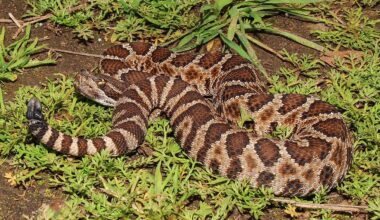 4 Rattlesnake Hotspots In Oregon