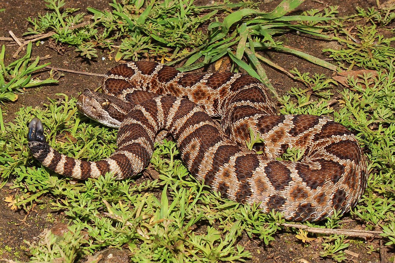 4 Rattlesnake Hotspots In Oregon