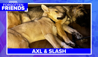 Welcome to the Jungle | Axl and Slash are looking for a forever home