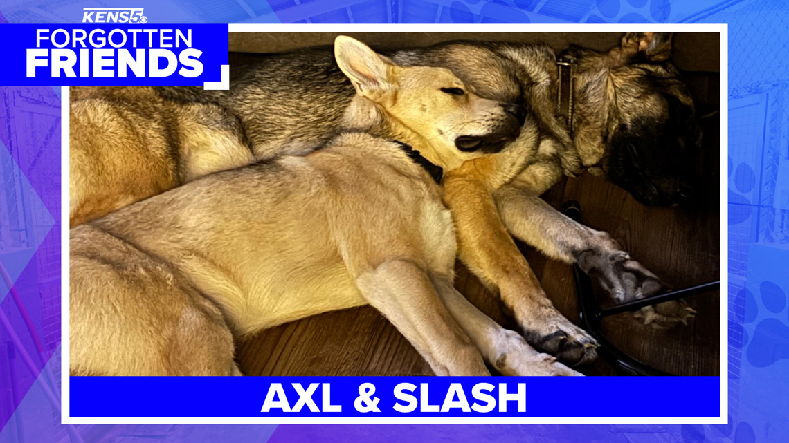 Welcome to the Jungle | Axl and Slash are looking for a forever home