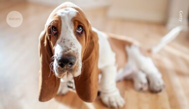 Do their ears hang low? The genetics of dogs’ adorable floppy ears