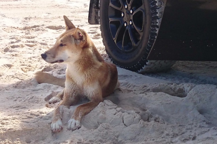 A dingo sits in the shade of a vehicle parked on a beach.